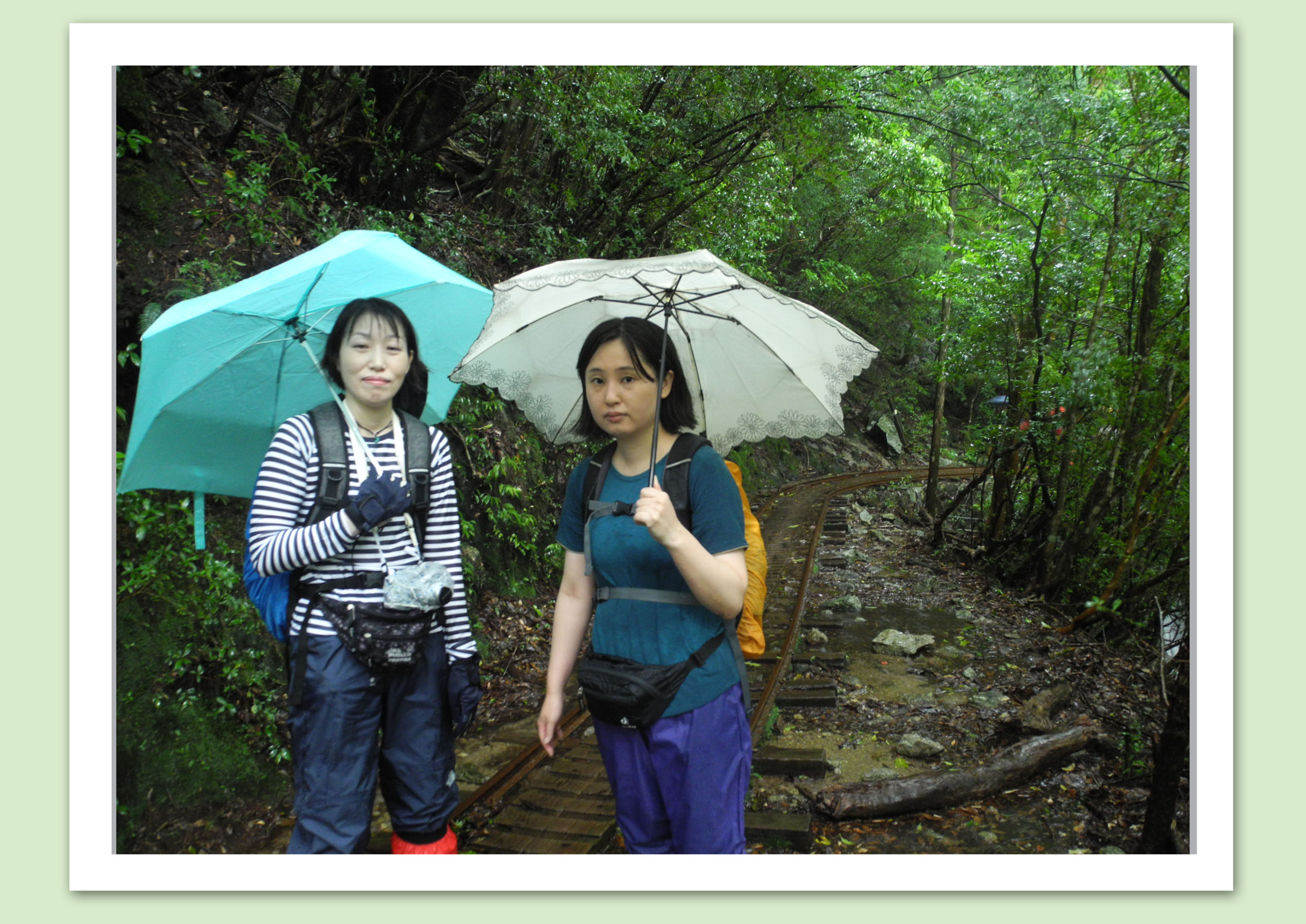 http://greenmessenger-yakushima.com/blog/20150711.jpg