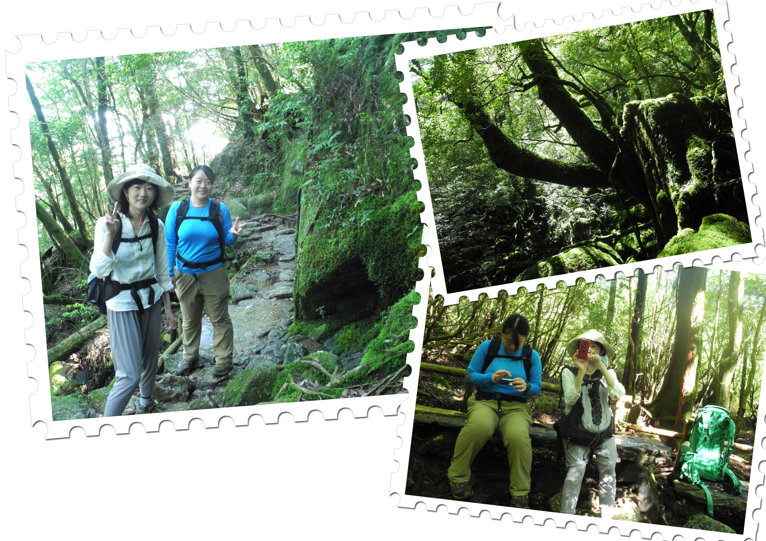 http://greenmessenger-yakushima.com/blog/20150714-1.jpg