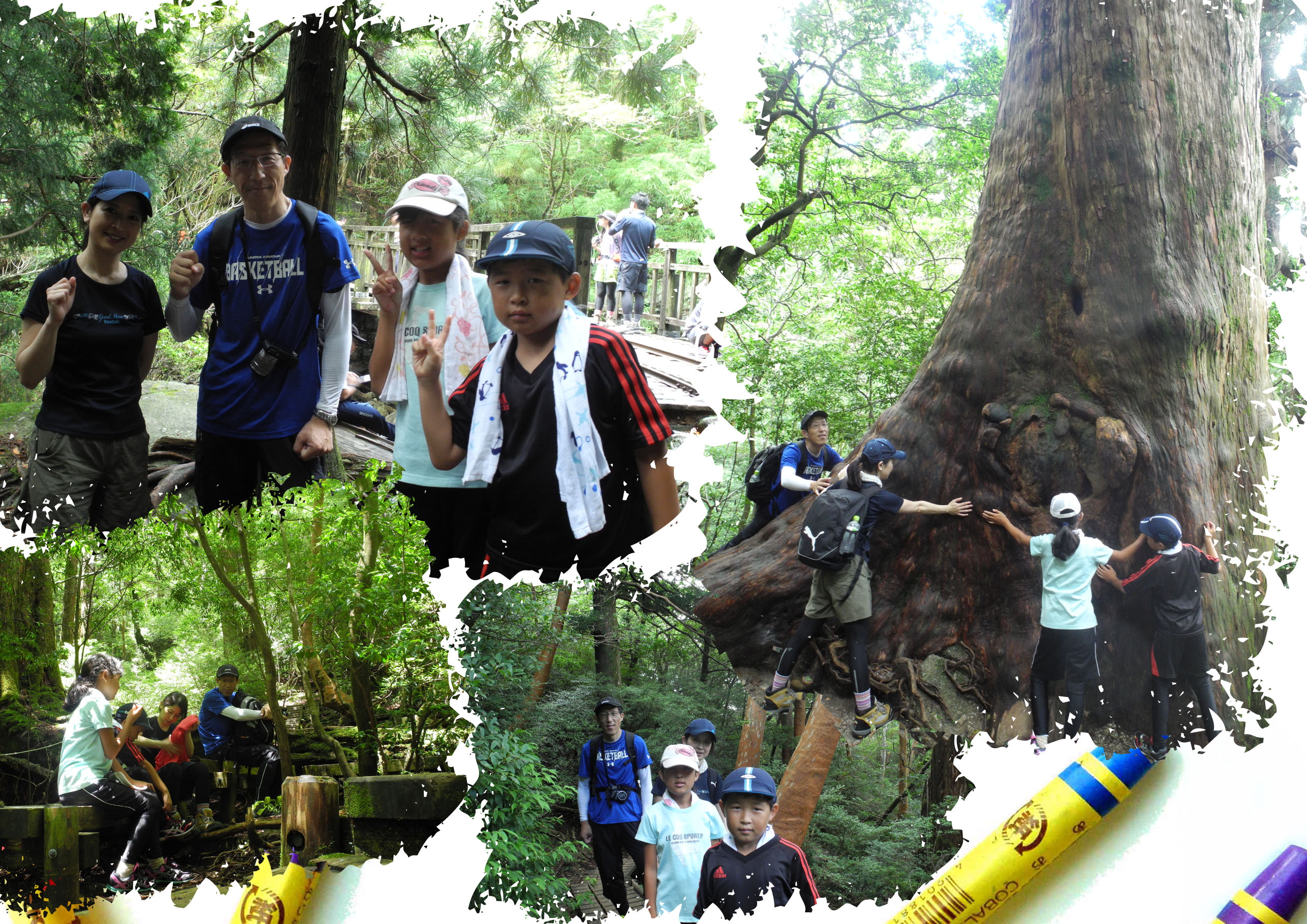 http://greenmessenger-yakushima.com/blog/20150813.jpg