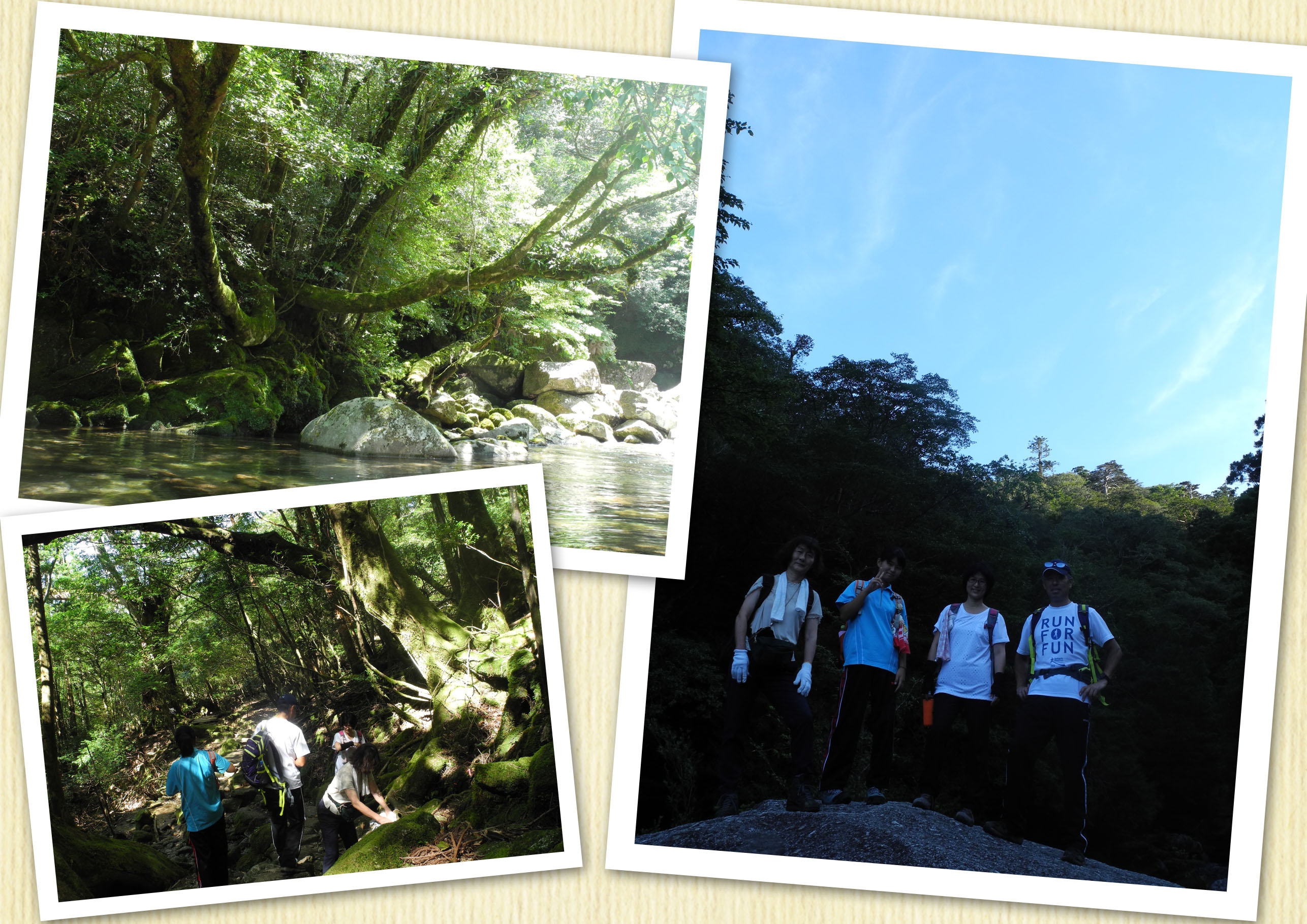 http://greenmessenger-yakushima.com/blog/20150827-2.jpg