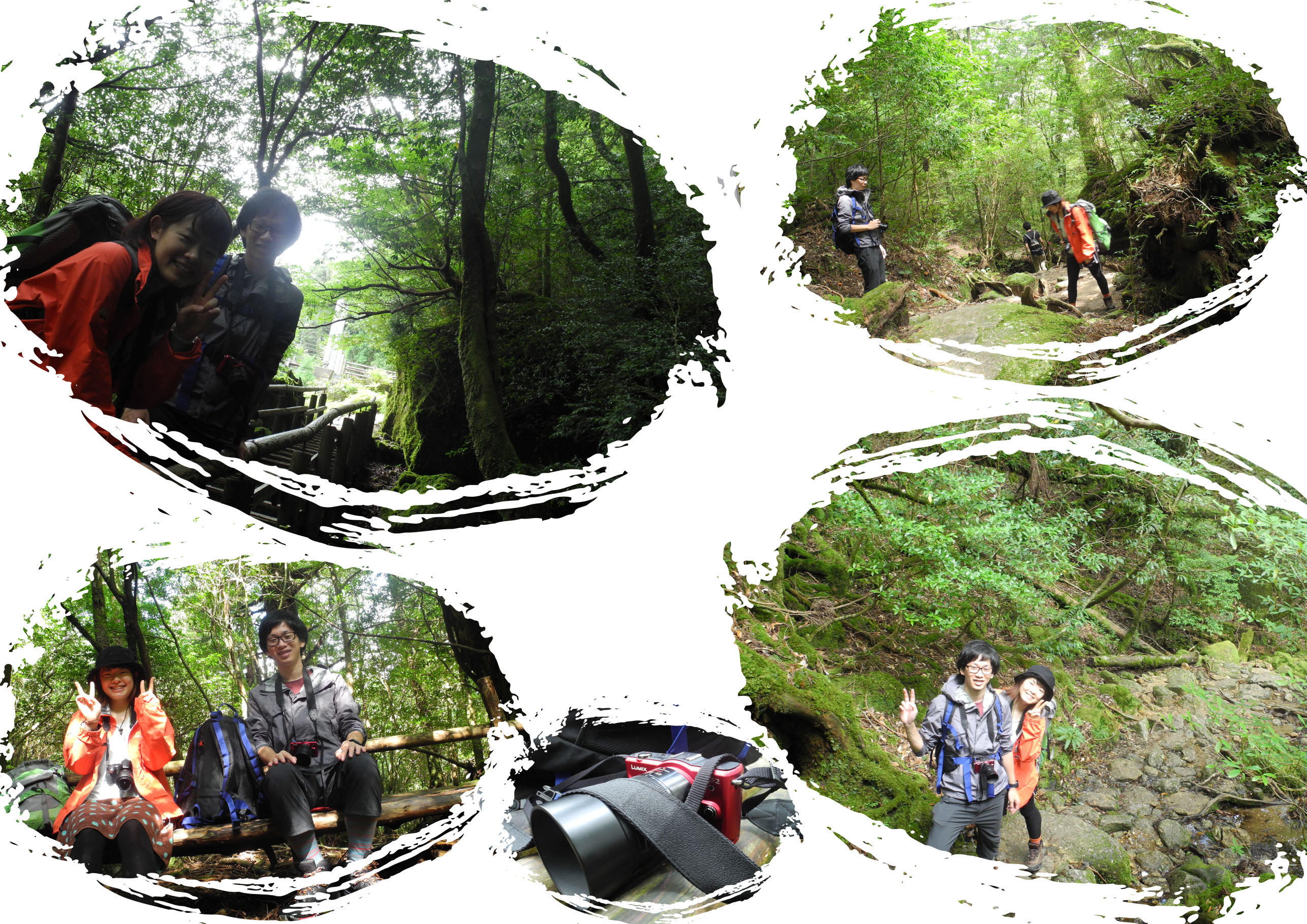 http://greenmessenger-yakushima.com/blog/20150912-2.jpg