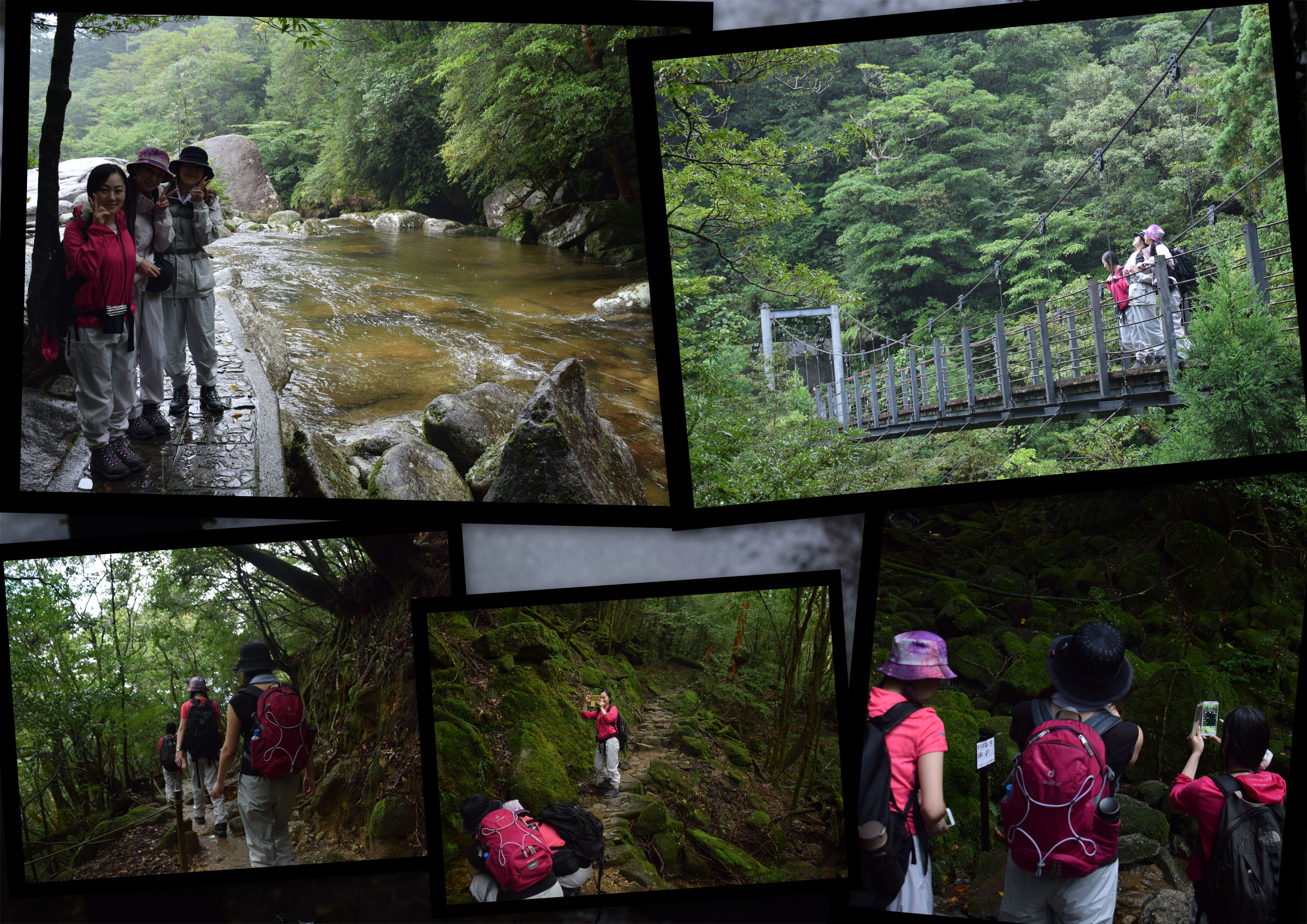 http://greenmessenger-yakushima.com/blog/20150923-1.jpg