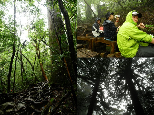 http://greenmessenger-yakushima.com/blog/22.png