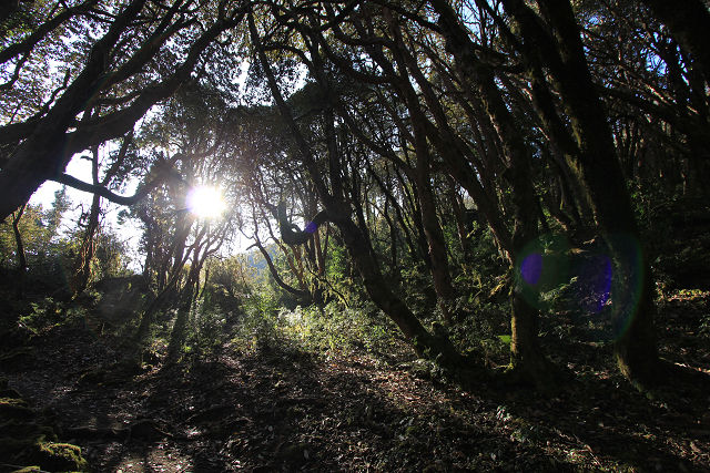 http://greenmessenger-yakushima.com/blog/7832038_961872725_165large.jpg