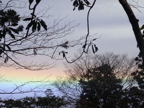 http://greenmessenger-yakushima.com/blog/DSC03256.JPG