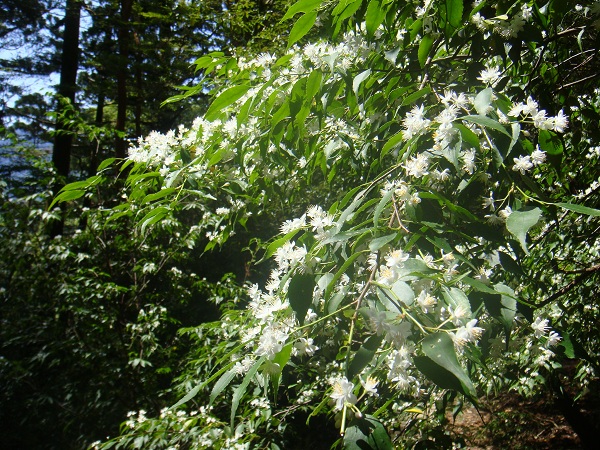 http://greenmessenger-yakushima.com/blog/DSC03391.JPG