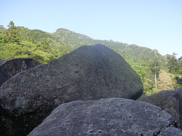 http://greenmessenger-yakushima.com/blog/DSC03392.JPG