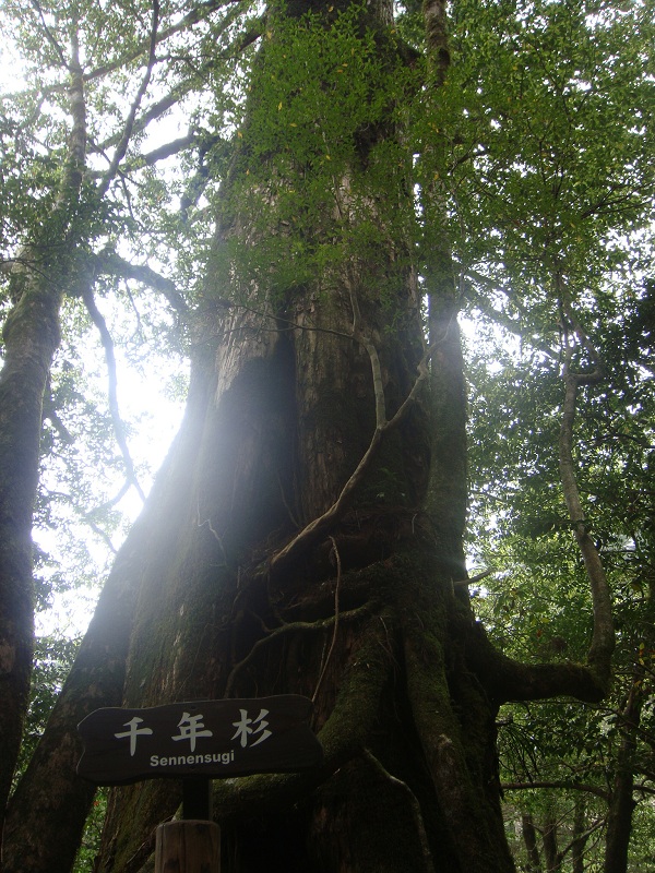 http://greenmessenger-yakushima.com/blog/DSC03397.JPG