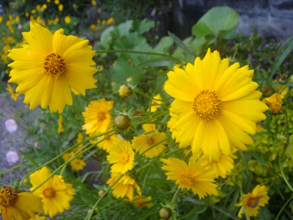 http://greenmessenger-yakushima.com/blog/DSC03409.JPG