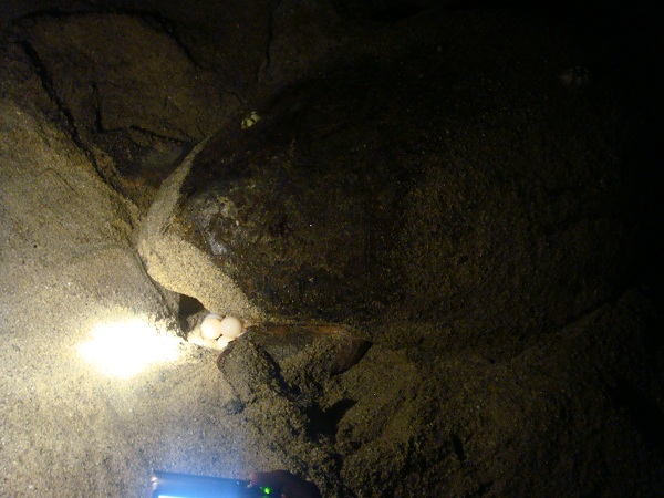 http://greenmessenger-yakushima.com/blog/DSC03789.JPG