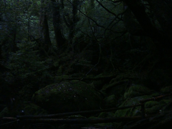 http://greenmessenger-yakushima.com/blog/DSC03796.JPG