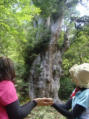 http://greenmessenger-yakushima.com/blog/DSC03848.JPG