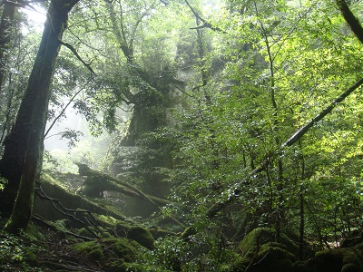 http://greenmessenger-yakushima.com/blog/DSC03858.JPG