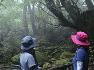 http://greenmessenger-yakushima.com/blog/DSC03863.JPG