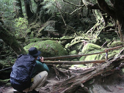 http://greenmessenger-yakushima.com/blog/DSC03877.JPG