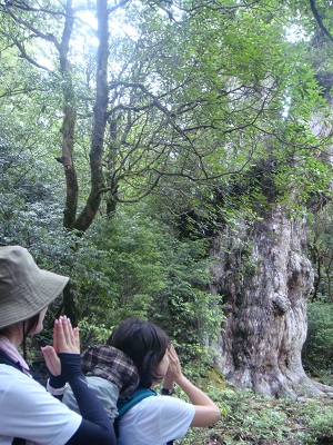 http://greenmessenger-yakushima.com/blog/DSC03972.JPG