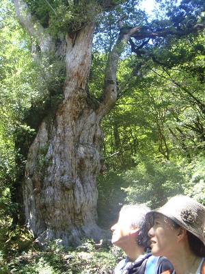 http://greenmessenger-yakushima.com/blog/DSC03990.JPG