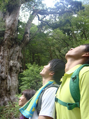 http://greenmessenger-yakushima.com/blog/DSC04027.JPG