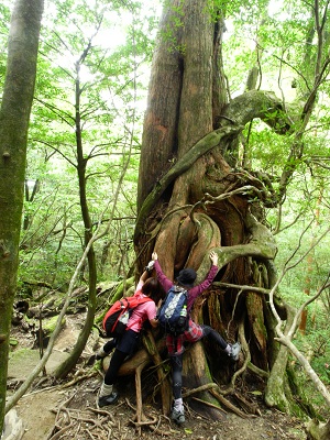 http://greenmessenger-yakushima.com/blog/DSCN3050.JPG