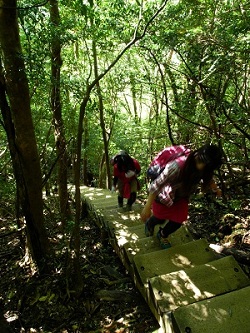 http://greenmessenger-yakushima.com/blog/DSCN3164.JPG