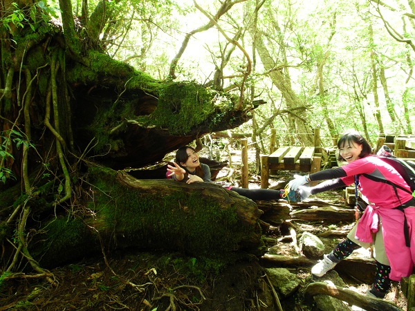 http://greenmessenger-yakushima.com/blog/DSCN3166.JPG