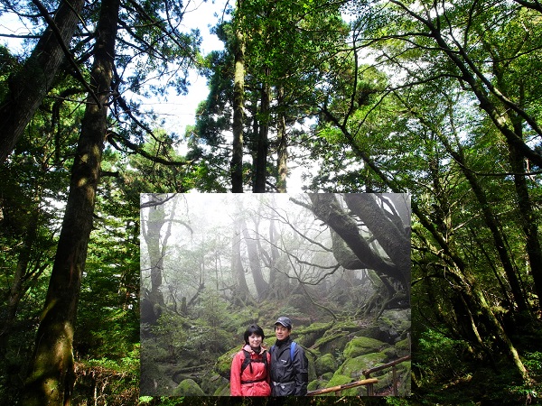 http://greenmessenger-yakushima.com/blog/DSCN3198.JPG