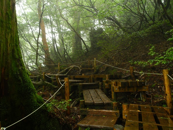 http://greenmessenger-yakushima.com/blog/DSCN3225.JPG