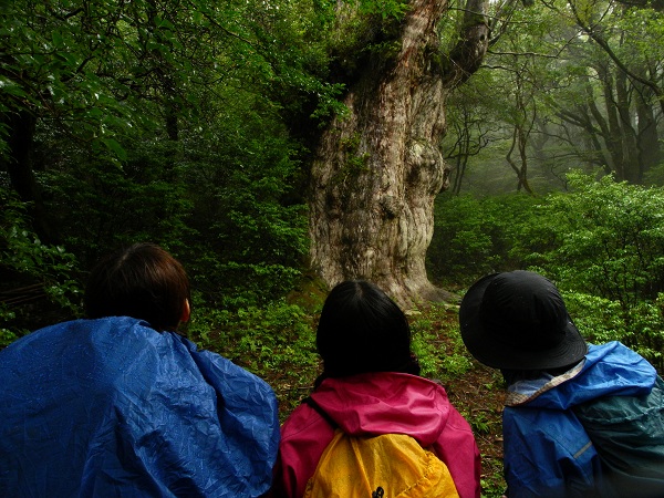 http://greenmessenger-yakushima.com/blog/DSCN3236.JPG