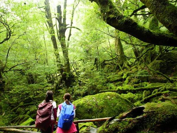 http://greenmessenger-yakushima.com/blog/DSCN3282.JPG