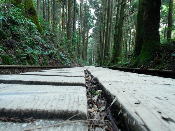 http://greenmessenger-yakushima.com/blog/DSCN3315.JPG