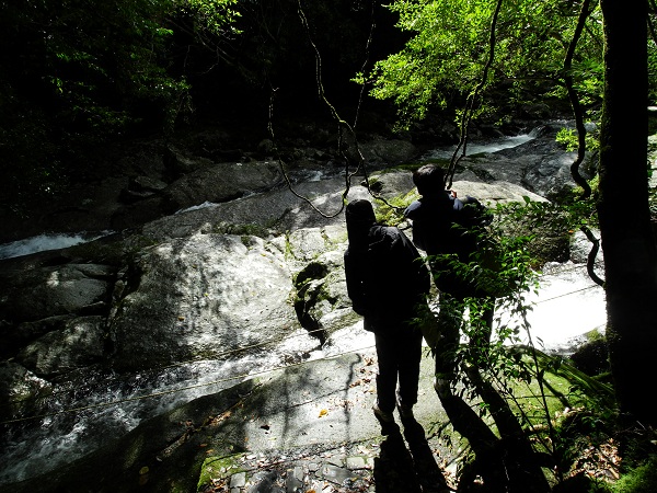 http://greenmessenger-yakushima.com/blog/DSCN3318.JPG