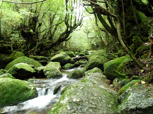 http://greenmessenger-yakushima.com/blog/DSCN3320.JPG