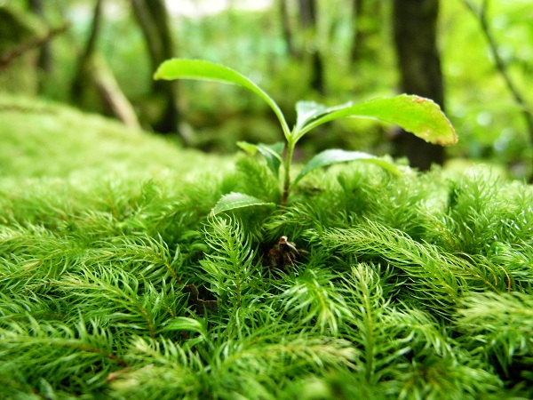 http://greenmessenger-yakushima.com/blog/DSCN3339.JPG