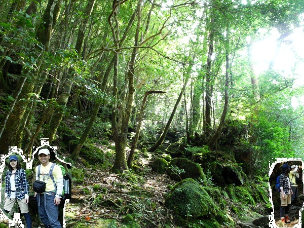 http://greenmessenger-yakushima.com/blog/DSCN3387.JPG