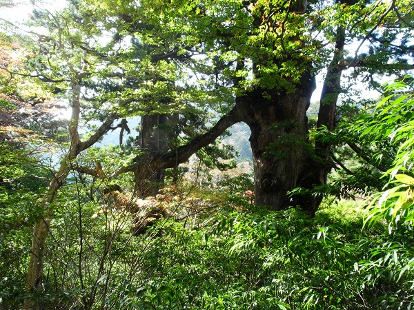 http://greenmessenger-yakushima.com/blog/DSCN3415.JPG