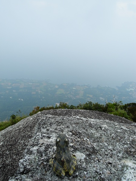 http://greenmessenger-yakushima.com/blog/DSCN3575.JPG