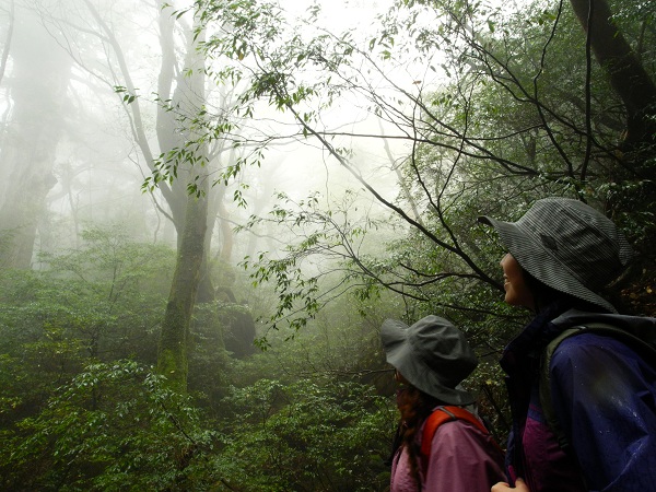 http://greenmessenger-yakushima.com/blog/DSCN3587.JPG