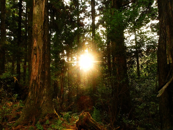 http://greenmessenger-yakushima.com/blog/DSCN3598.JPG