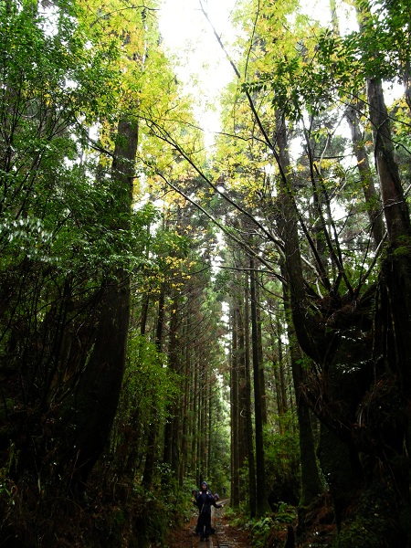 http://greenmessenger-yakushima.com/blog/DSCN3625.JPG