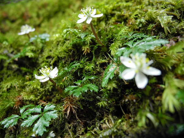 http://greenmessenger-yakushima.com/blog/DSCN3732.JPG