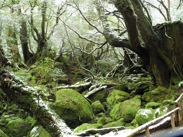 http://greenmessenger-yakushima.com/blog/DSCN3751.JPG