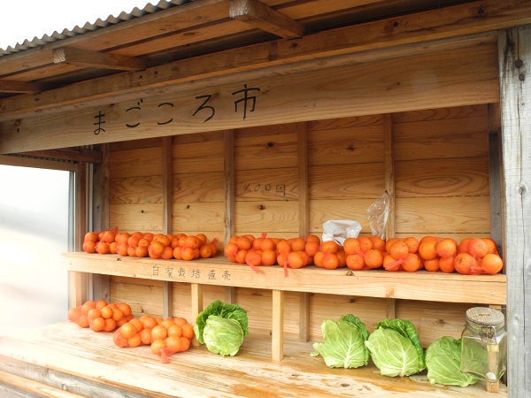 http://greenmessenger-yakushima.com/blog/DSCN3975.JPG