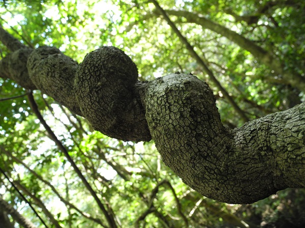 http://greenmessenger-yakushima.com/blog/DSCN3990.JPG