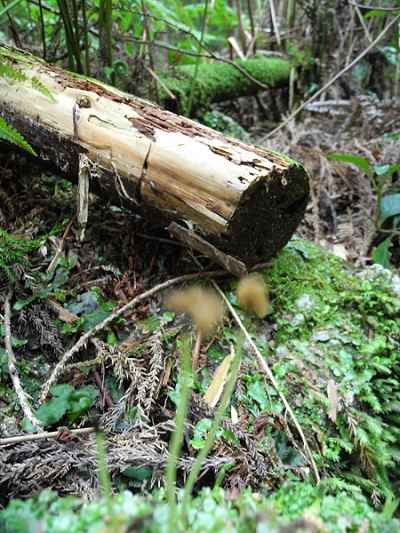 http://greenmessenger-yakushima.com/blog/DSCN4056.JPG