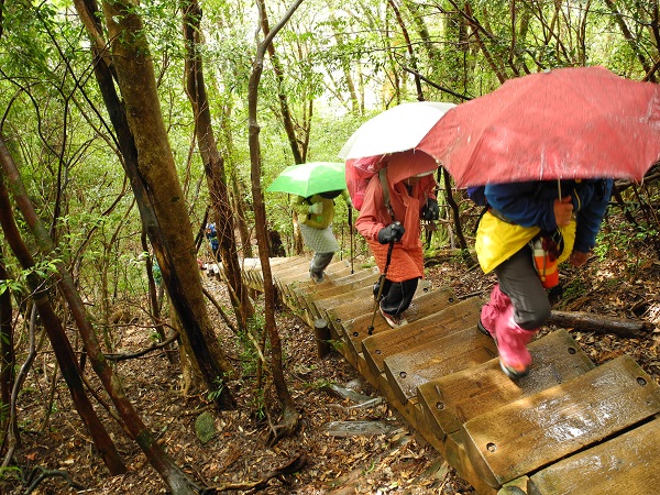 http://greenmessenger-yakushima.com/blog/DSCN4125.JPG