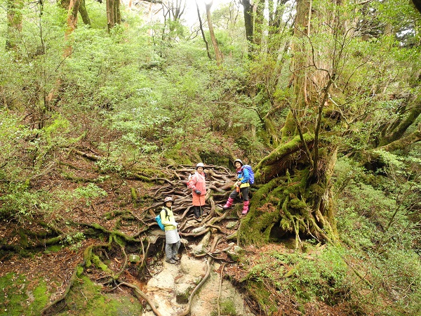 http://greenmessenger-yakushima.com/blog/DSCN4130.JPG