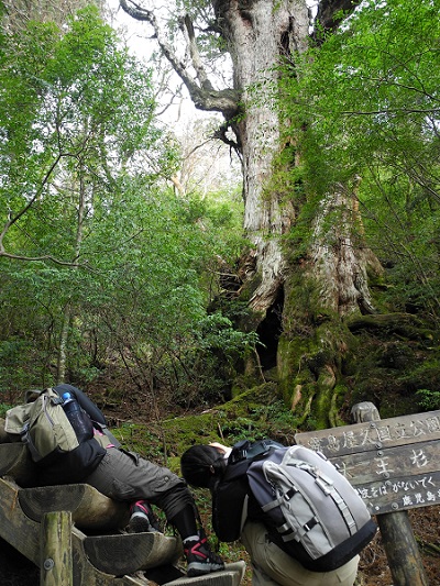 http://greenmessenger-yakushima.com/blog/DSCN4145.JPG