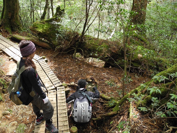 http://greenmessenger-yakushima.com/blog/DSCN4146.JPG