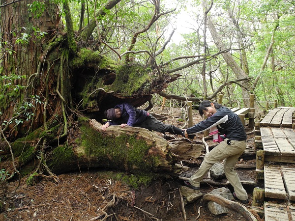 http://greenmessenger-yakushima.com/blog/DSCN4149.JPG