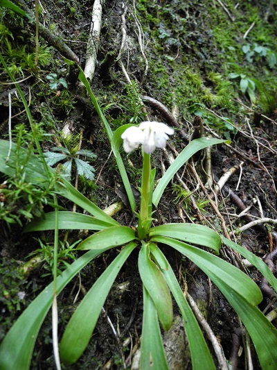 http://greenmessenger-yakushima.com/blog/DSCN4182.JPG